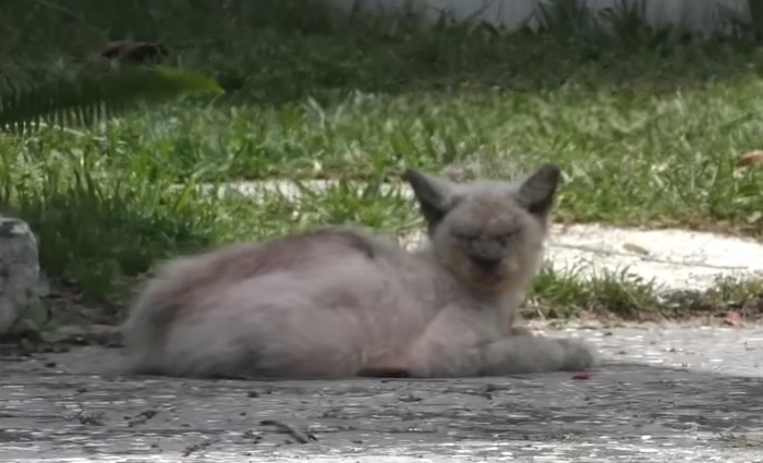 屋外に腹ばいの猫