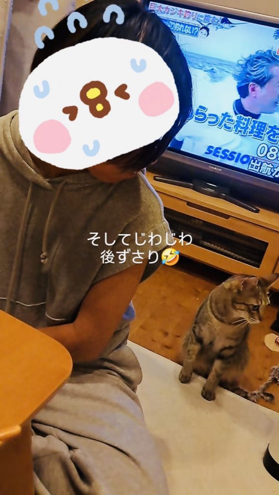 姪から後ずさりで離れるキジトラ猫