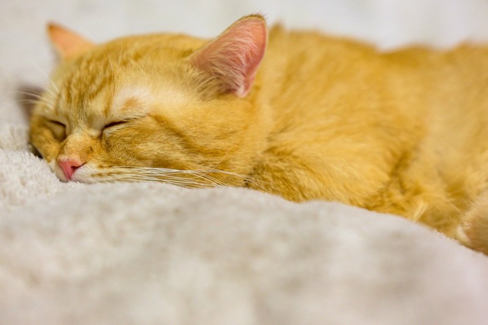 毛布の上で寝る猫