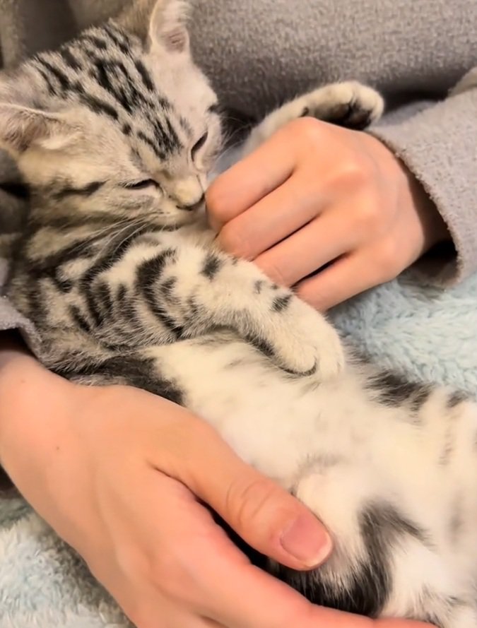 甘える猫