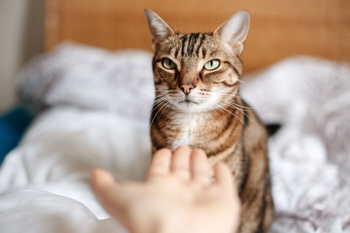 出された手に驚く猫