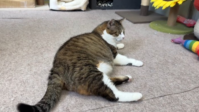 横になる成猫