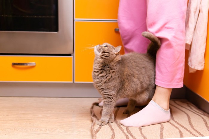 足元にスリスリしながら見上げる猫