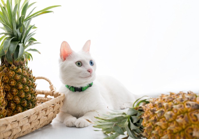 パイナップルのそばで伏せている猫