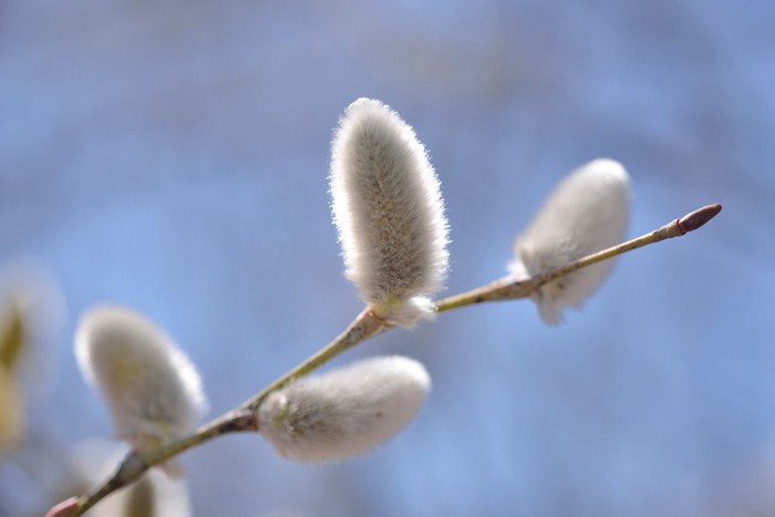 ネコヤナギの花穂をアップで写した画像