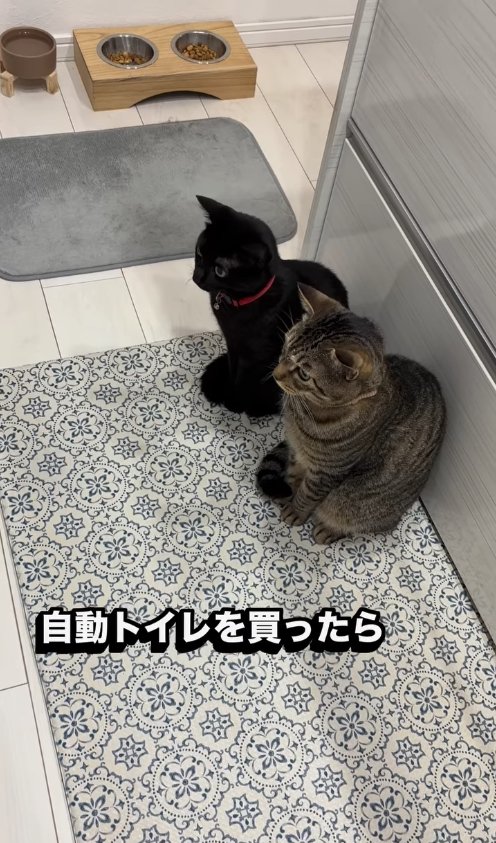 キッチンマットの上で並んでお座りをして画面左側を見つめる2匹の猫(斜め上)