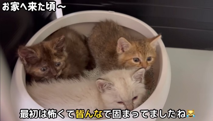 固まる子猫達