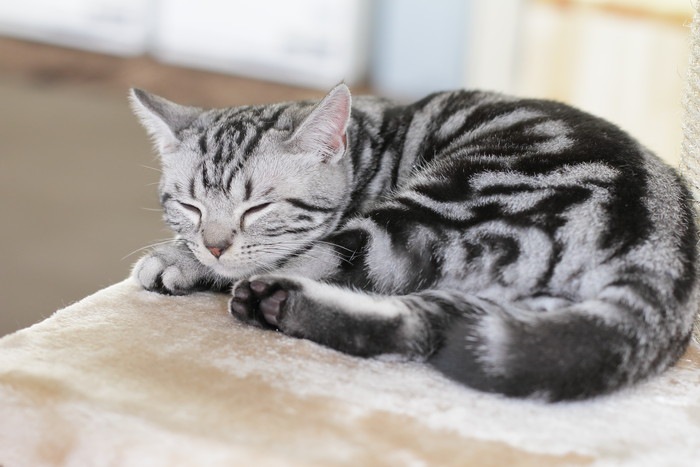 横座りする子猫の写真