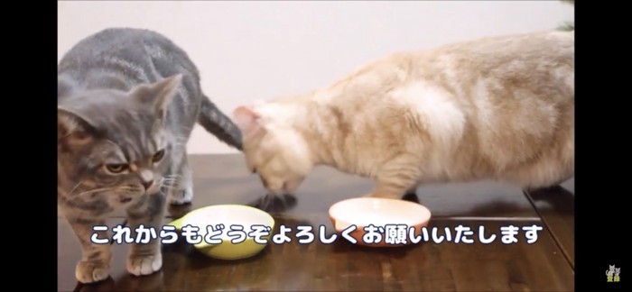 食べ終わった猫