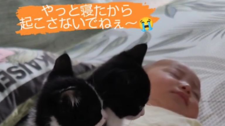 寝ている赤ちゃんと子猫