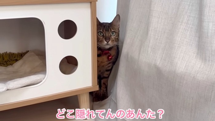 隙間に隠れる猫