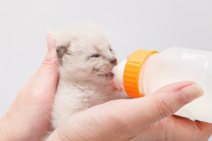 哺乳瓶でミルクを飲む子猫