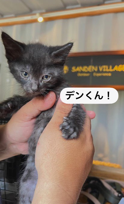 黒い子猫は「デン」くんに決定！