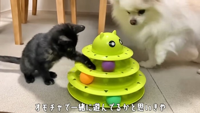 おもちゃで遊ぶ猫と犬