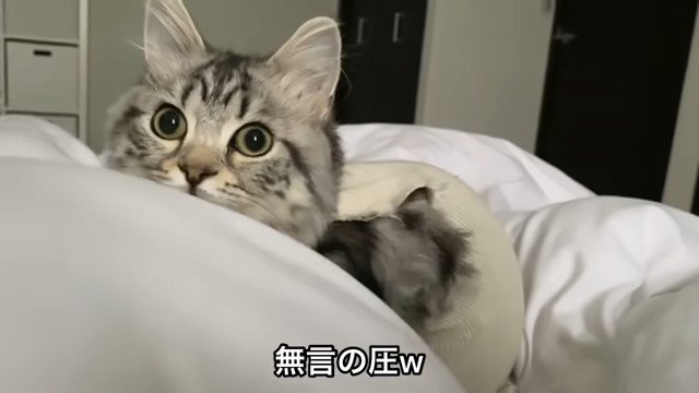 布団の上で起き上がる猫