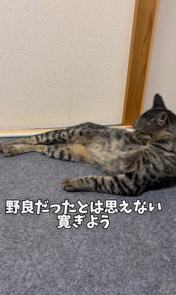 毛繕いをする猫