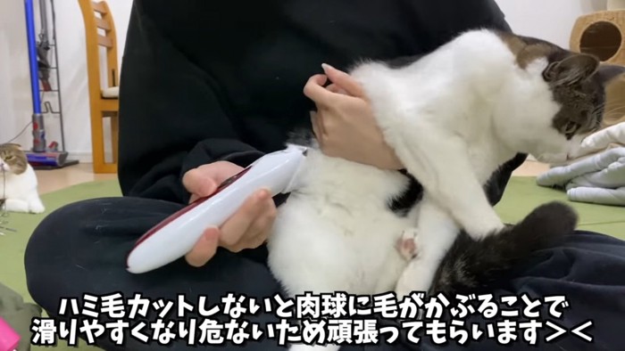 逃げようとする猫