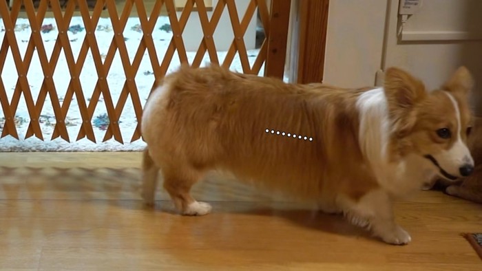 歩いていく犬