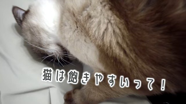 飼い主さんの足の上で甘えるモフィくん