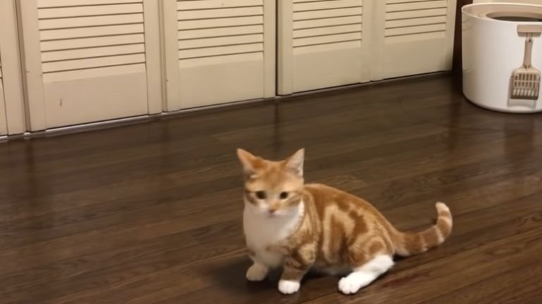 クローゼット前に座る子猫