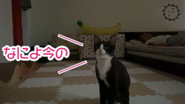 座っている猫