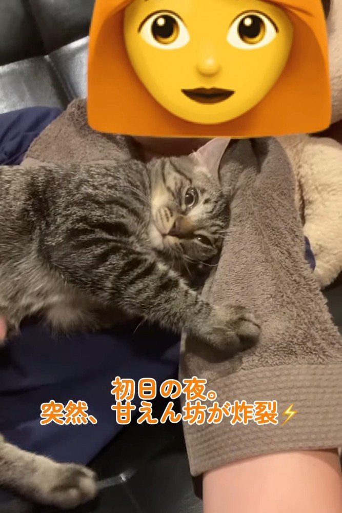 人のお腹の上で寝そべる猫