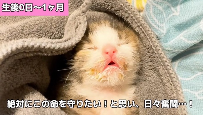 目が開いていない子猫