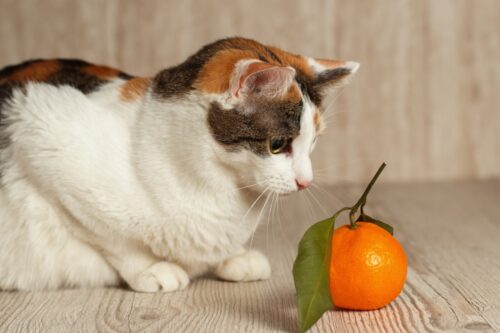 猫と葉のついたみかん