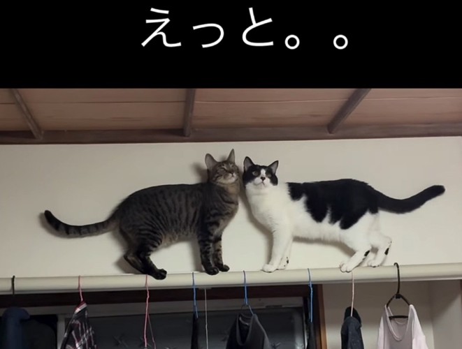 困惑する猫