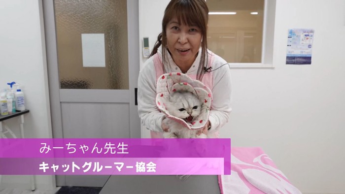 キャットグルーマーと白猫