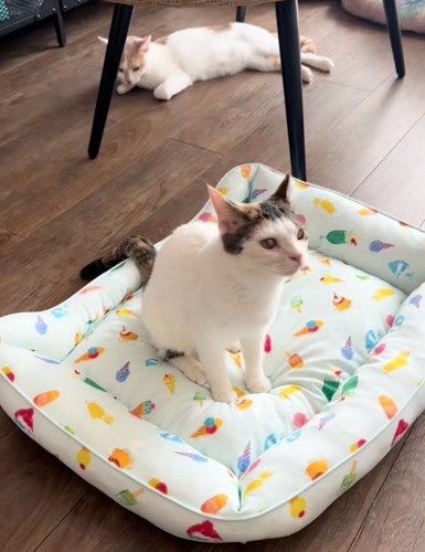 2匹の猫