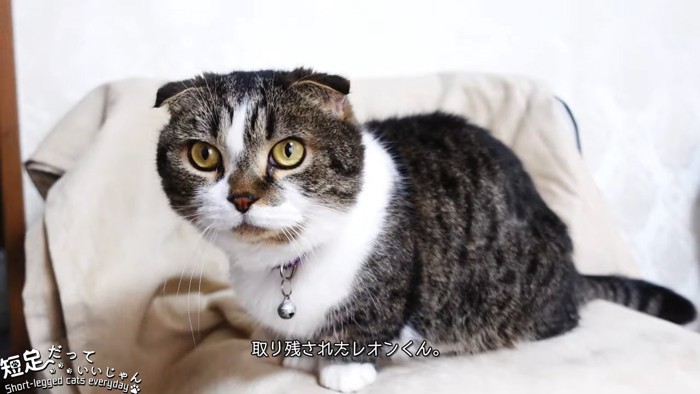 椅子の上で座る猫