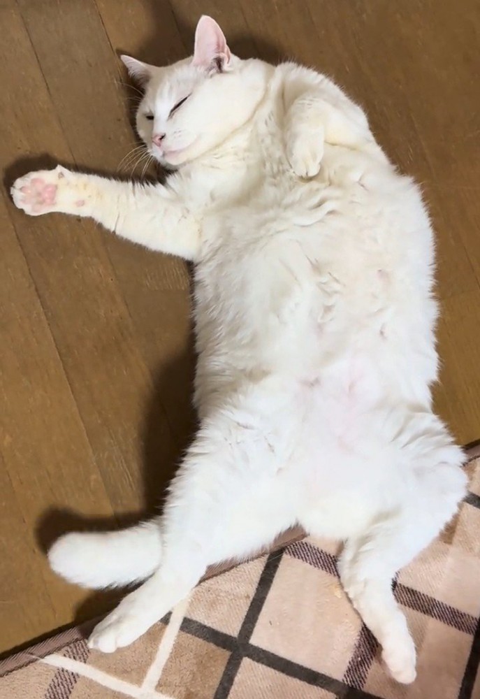 仰向けで寝る猫