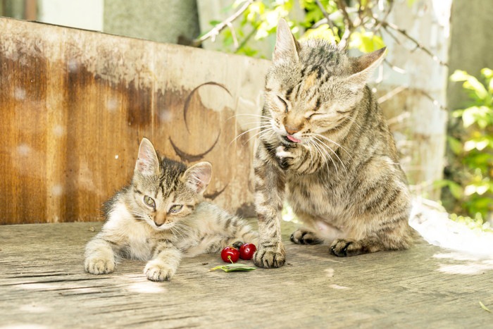 庭にいる2匹の猫