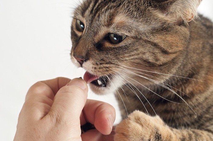 人の手からおやつをもらう猫