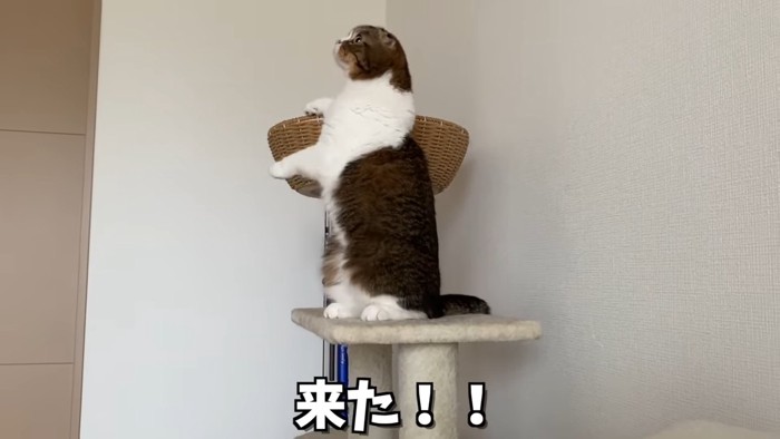 後ろ足で立つ猫