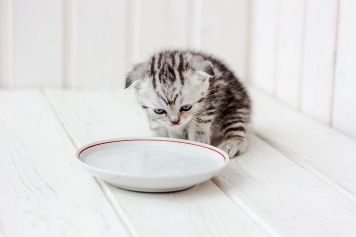 水の入って器を見つめる子猫