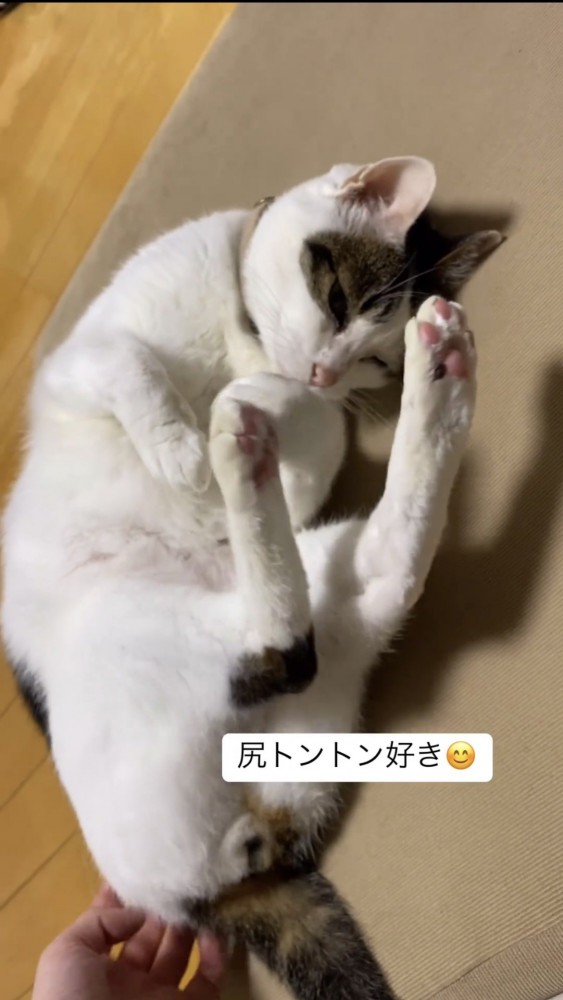 お尻を叩かれる猫