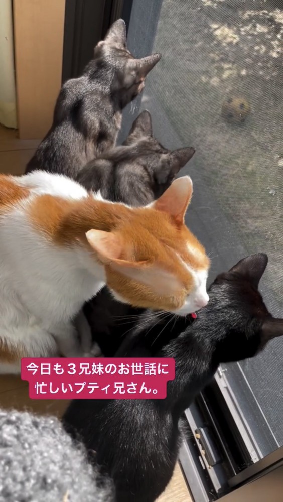 毛づくろいをする猫