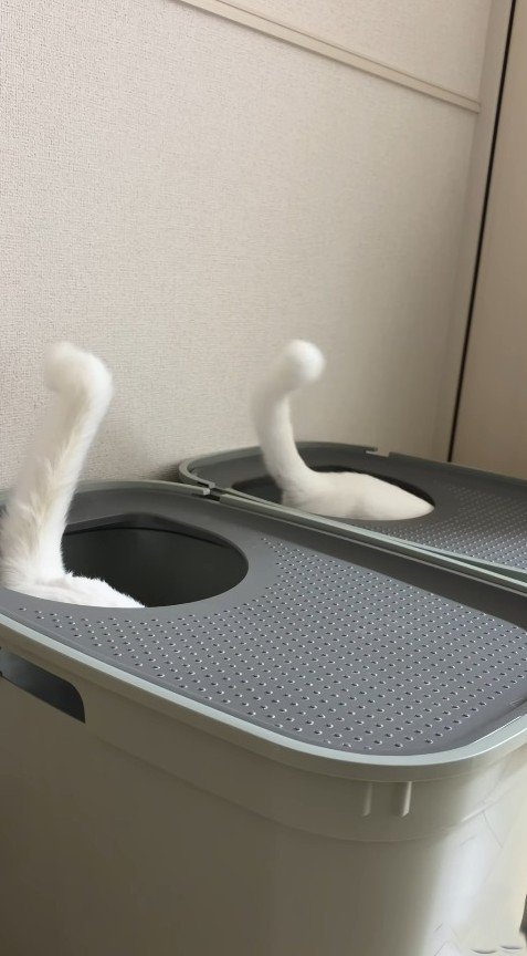 トイレからのぞく猫2匹のしっぽ