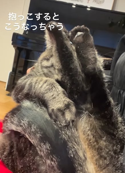 足を上げて顔を完全に隠す猫左からのアングル(抱っこするとこうなっちゃう)