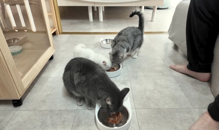 成猫のご飯を狙う子猫