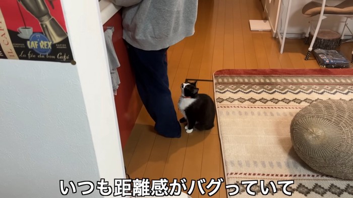 人の後ろに座る猫