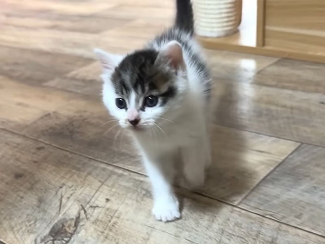 ついてくる子猫