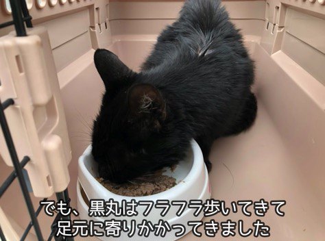 人懐こい黒猫