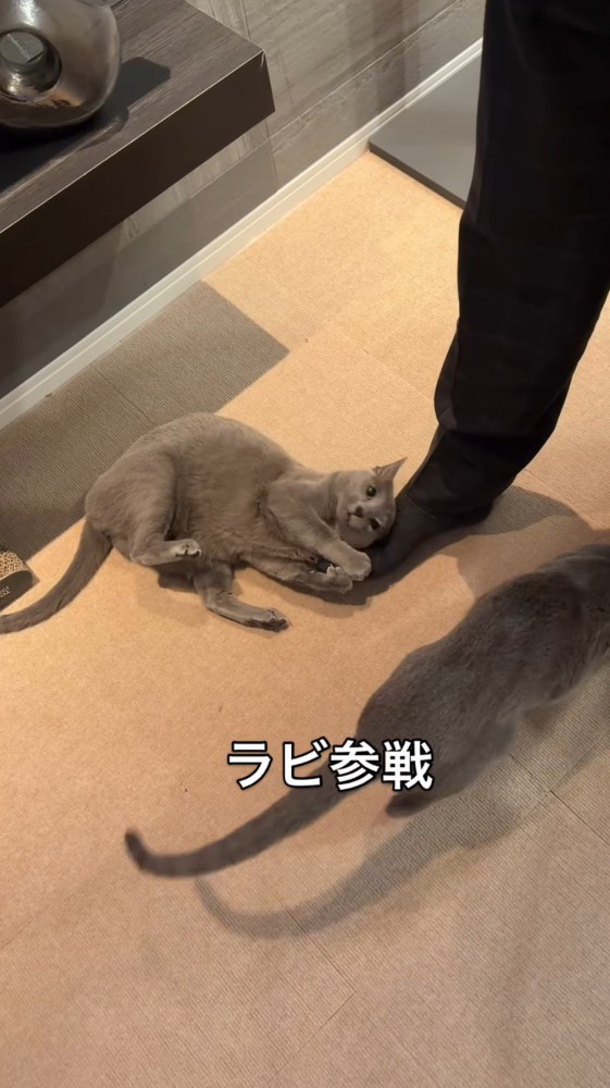 男性の足にしがみついている猫の横を通り過ぎる猫