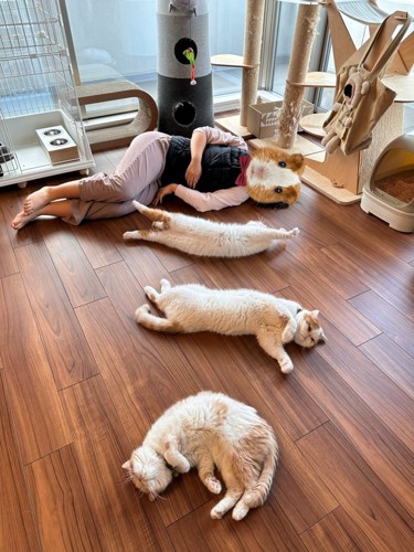 猫の親子とヒト