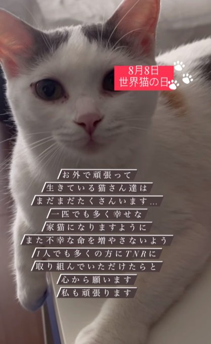 カメラ目線の猫