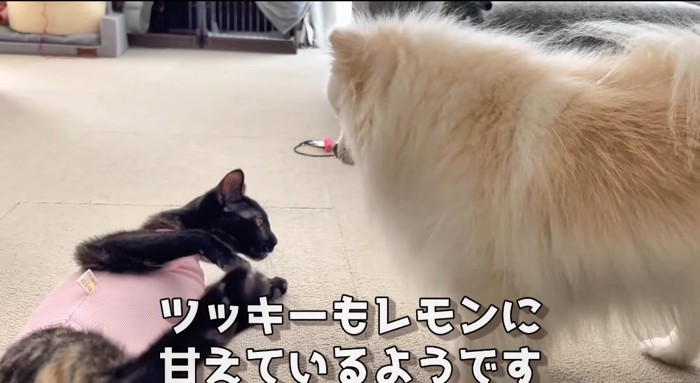 お腹を出す猫