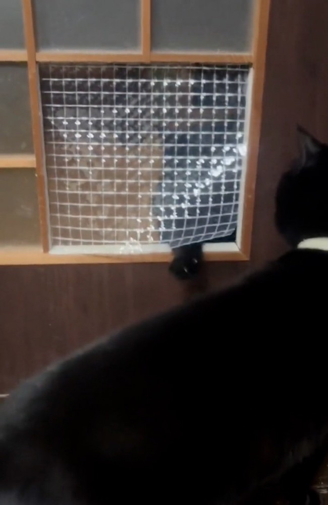 窓から前足を出す猫
